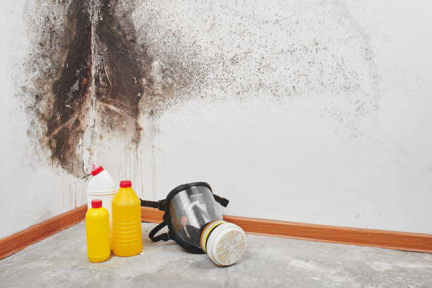 Best Emergency Mold Remediation  in Lake Crystal, MN